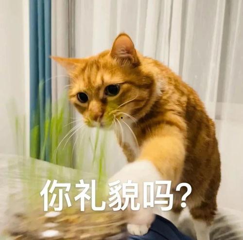 山猫无名被爆料视频,揭秘神秘人物真实身份